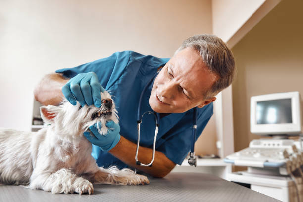 Best Emergency Dental Extractions in Punta Gorda, FL